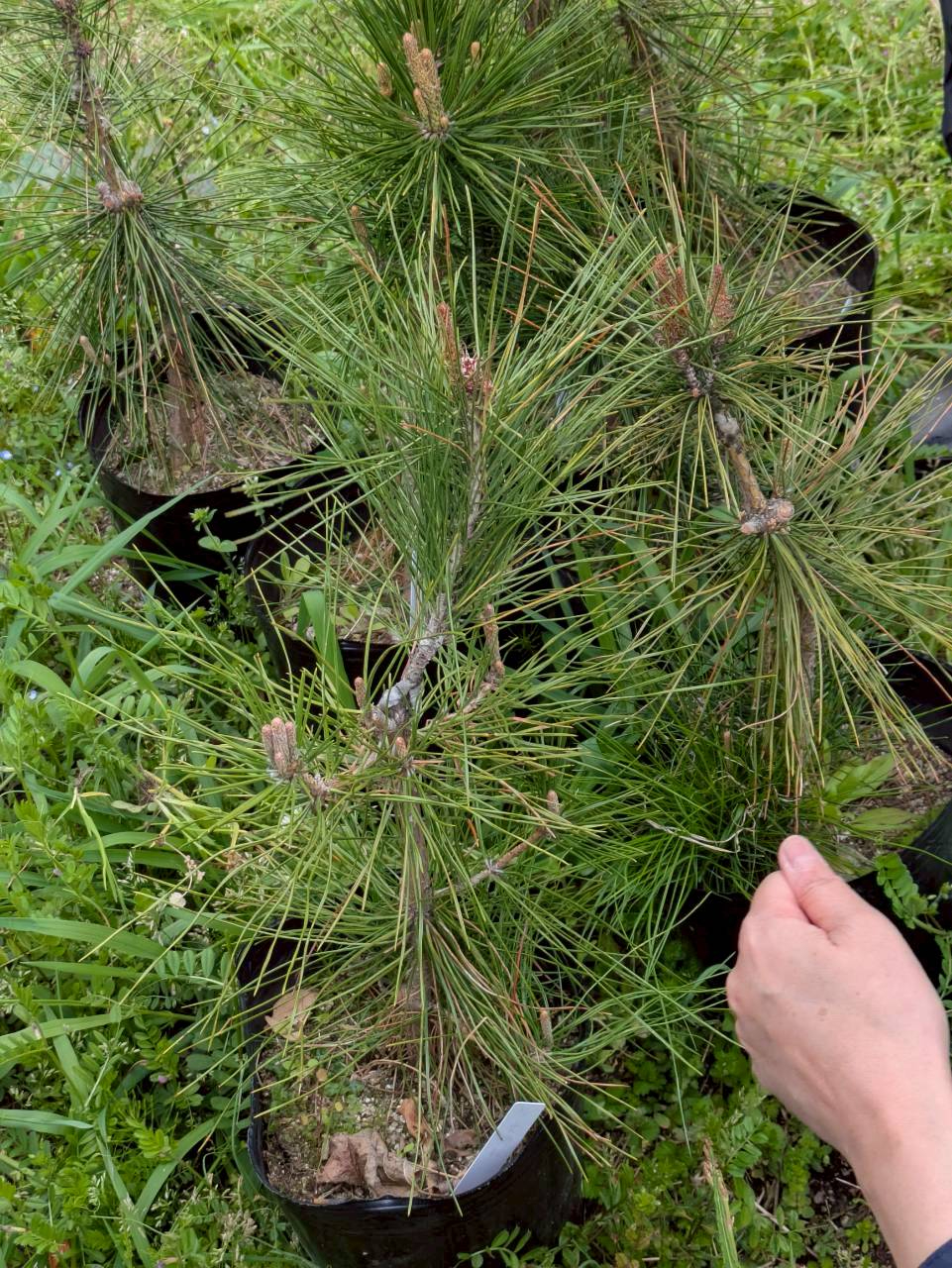 鎧松の接ぎ木した苗