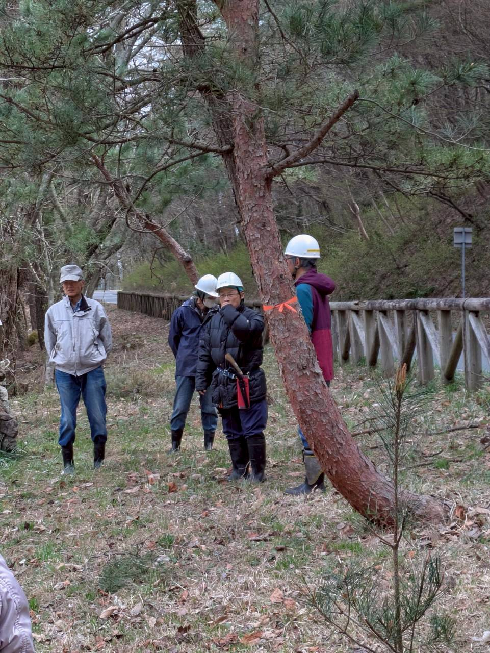 自生する鎧松を前で説明
