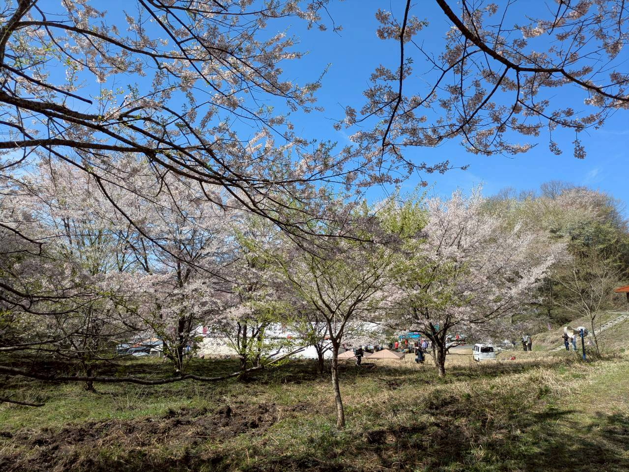 三瓶の桜の様子