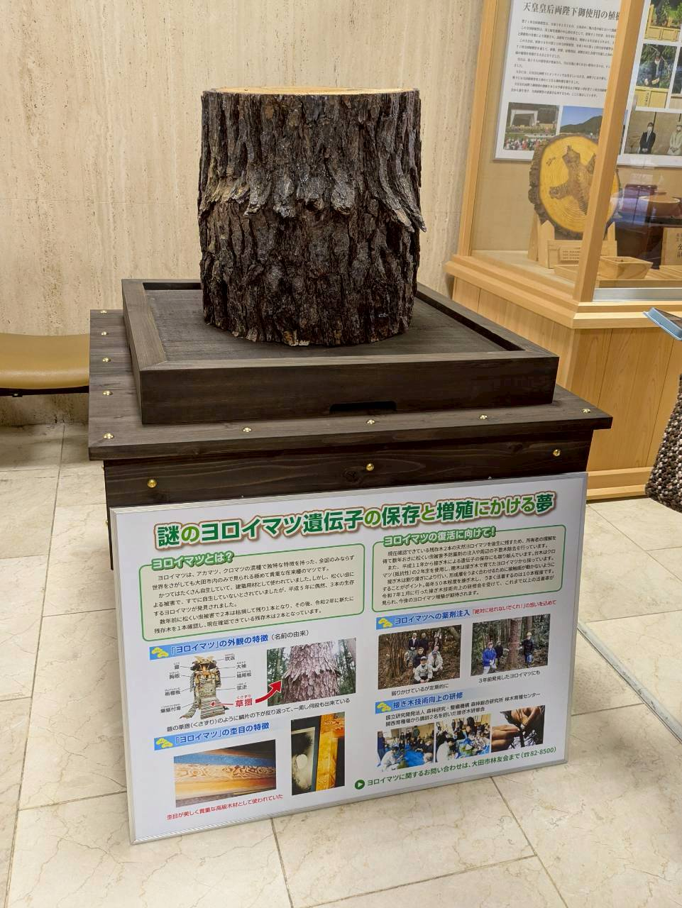 大田市役所に展示されている鎧松