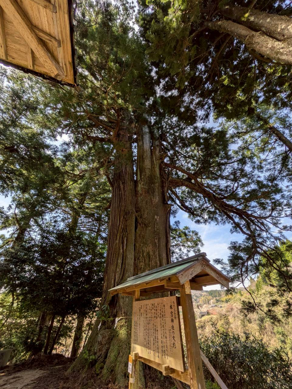 県指定の大杉の看板