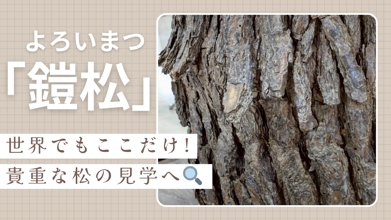 鎧松トップ画像